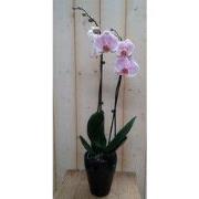Orchidee Phalaenopsis in zwart potje Waterntuin Natuurlijk