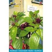 3 stuks - Basilico siam of thai