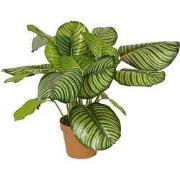 Calathea rotundifolia 70 cm