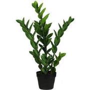 Zamioculcas 65 cm