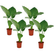Olifantsoor - Set van 4 - Alocasia 'Macrorrhizos' - Hoogte 60-70cm - ?...