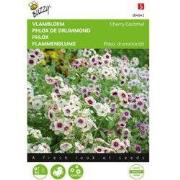 Zaden phlox vlambloem cherry caramel 0.4 gram
