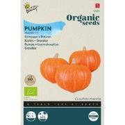 Seeds pompoen amoro F1 6 zaden