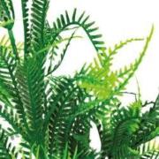 Sf art plant 25 cm microsorum