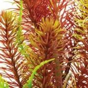 Sf art plant 25 cm myriophyllum red