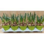 Geurende Narcissen 10 stuks in potjes kleur licht geel