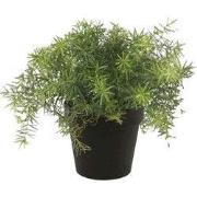 Asparagus bush 10 cm lt green in black pot 9.5 cm