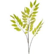 Pistacia chiensis lt green 114 cm Emerald