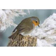 Tuinschilderij roodb boomstr 70x50