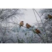 Tuinschilderij musjes winter 70x50