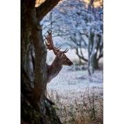 Tuinschilderij hert boom130x70
