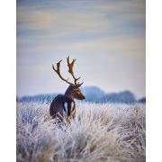 Tuinschilderij winter hert 130x70cm