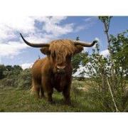 Tuinschilderij hoogl front 70x50