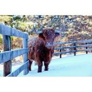 Tuinschilderij hoogl winter 130x70