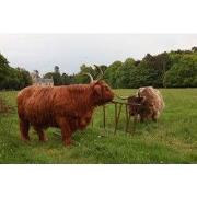 Tuinschilderij hooglanders 130x70cm