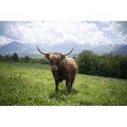 Tuinschilderij hooglndr berg 70x50