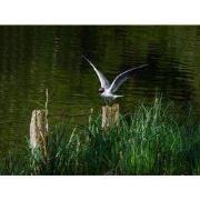 Tuinschilderij zwartkopmw 70x50