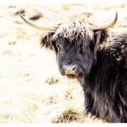 Tuinschilderij hoogl zwart 130x70