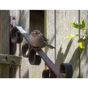 Tuinschilderij huismus 130x70cm