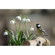 Tuinschilderij koolmees lel 70x50