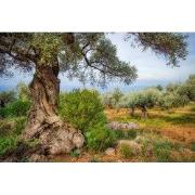 Tuinschilderij olijfboomgrd 70x50