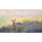 Tuinschilderij in de lens 70x50cm