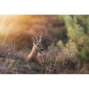 Tuinschilderij hert liggen 70x50cm