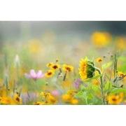 Tuinschilderij wildbloemen 70x50cm