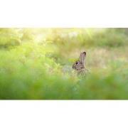 Tuinschilderij haasje 130x70cm