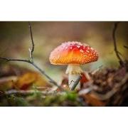 Tuinschilderij paddenstoel tak 70x50cm