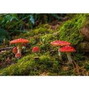 Tuinschilderij paddenstoelen 130x70cm