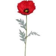Papaver bloem rood