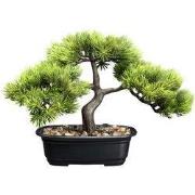 Bonsai van kopu (den), circa 23 x 30 cm, met een zwarte sierpot.