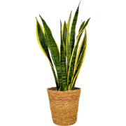 Vrouwentong - Sansevieria Laurentii - Inclusief mand - Hoogte 60-70cm ...