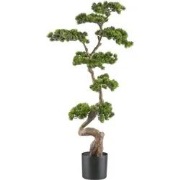 Bonsai van een kopu-den - circa 70 x 45 cm - in een zwarte plastic pot...