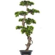 Kopu (den) bonsai, circa 90 x 40 cm - in een zwarte plastic pot