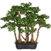 Kopu thee bonsai met 7 stammen - 60 x 60 cm - in een zwarte plastic po...