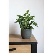 HS Potterie Pot Avion Antraciet - 14