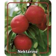 Prunus Persica Var. Nucipersica Nektarine