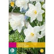 Narcissus Mount Hood