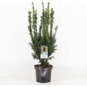 Taxus media hillii 50-60 cm