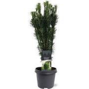 Cephalotaxus harringtonii Fastigiata 50-60 cm Conifeer