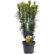 Cephalotaxus harringtonii Korean Gold 40-50 cm Conifeer