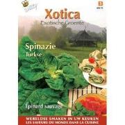 3 stuks - Xotica spinazie (turkse of wilde)