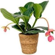 Trosbloem - Medinilla magnifica - Inclusief mand - Hoogte 40-50cm - ?1...