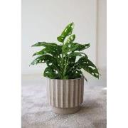 HS Potterie Narvik Bruin pot - 20