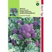 2 stuks - Broccoli Summer Purple