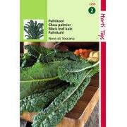 2 stuks - Palmkool Nero di Toscane