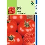 2 stuks - Tomaten Luxor Celebrity F1 Hybride