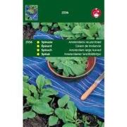 5 stuks - Spinazie Amsterdams Reuzenblad Sch.Zaad